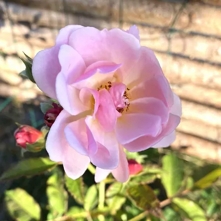 Peace And Quiet In Idyllic Original Gorlev